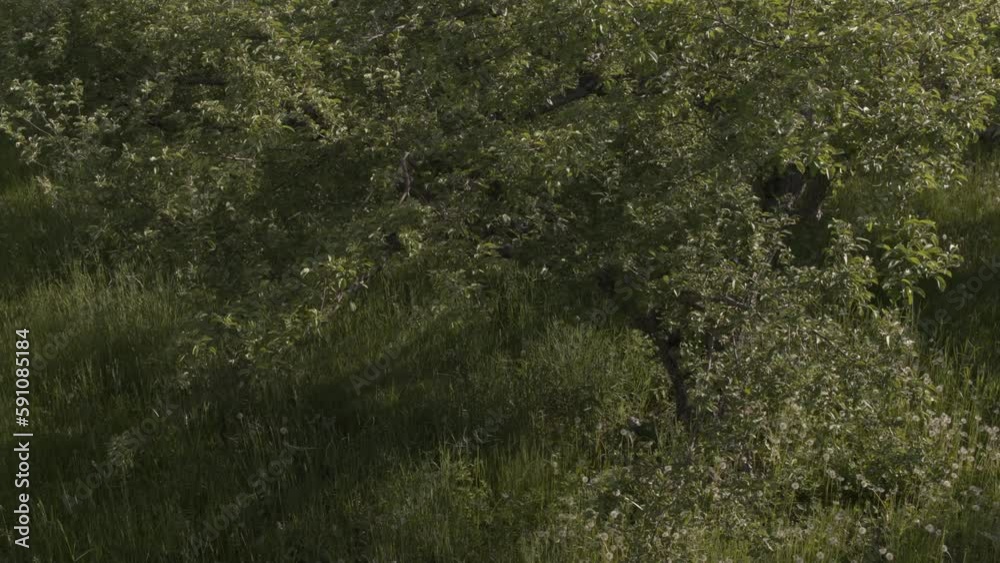 Drone view of a landscape with green grass and trees Drone view of a landscape with green grass and trees