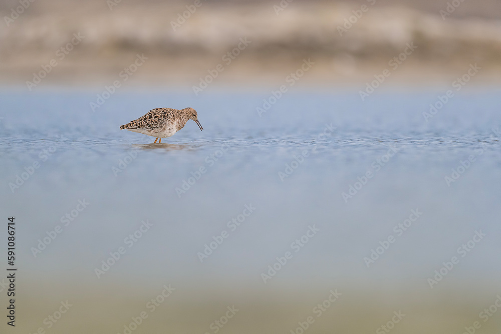 The ruff at hunt in the swamp (Calidris pugnax) The ruff at hunt in the swamp (Calidris pugnax)