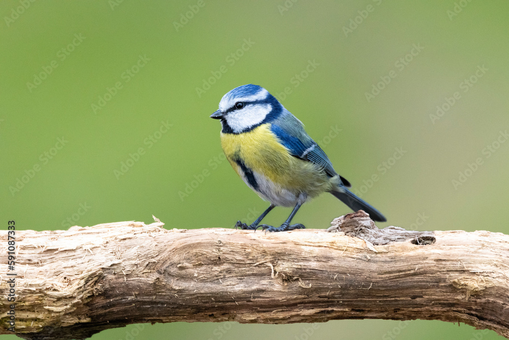 Blaumeise (Cyanistes caeruleu) Blaumeise (Cyanistes caeruleu)