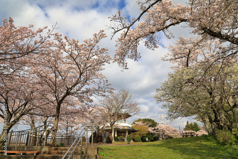 弘法山公園の桜 ( 神奈川県 秦野市 )