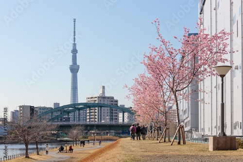 旧中川の河津桜