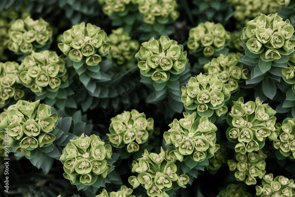 Rosetta stonecrop, or Sedum rosetta. Close-up photo of its small green leaves. Rosetta stonecrop, or Sedum rosetta. Close-up photo of its small green leaves.