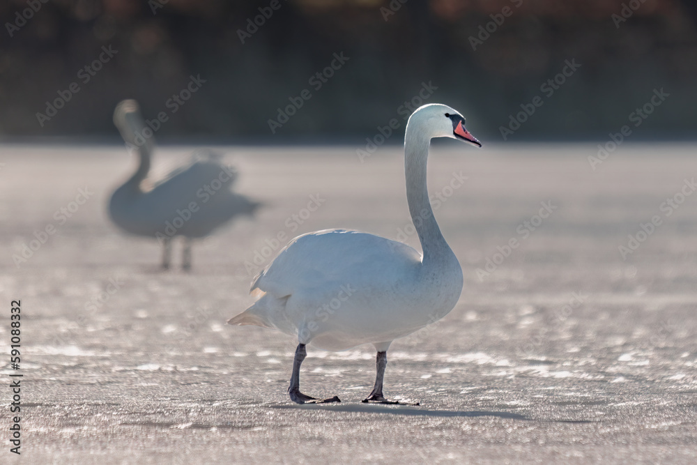 Fototapeta premium swan with a red face stands on a frozen lake