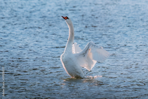 swan is standing in the water with its wings spread out
