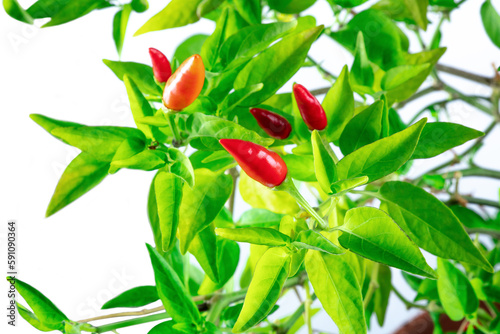 Organic red peppers on a plant with green leaves on a white background, spicy harvest
