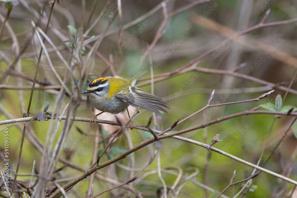 Sommergoldhähnchen (Regulus ignicapilla) Sommergoldhähnchen (Regulus ignicapilla)