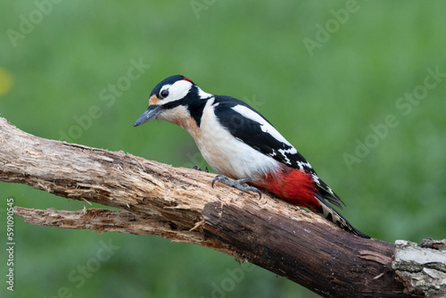 Buntspecht (Dendrocopos major) © Lothar Lenz