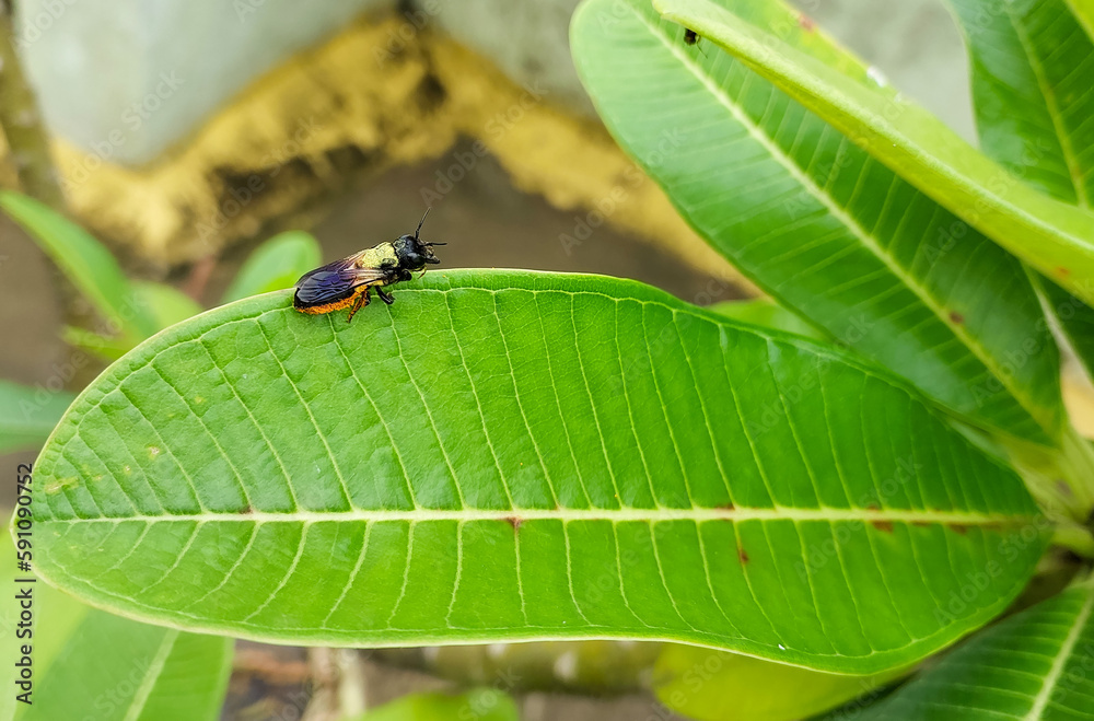 Flying bug, insect sitting on green leaves plant, nature photography Flying bug, insect sitting on green leaves plant, nature photography