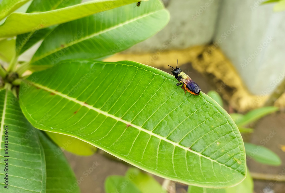Flying bug, insect sitting on green leaves plant, nature photography Flying bug, insect sitting on green leaves plant, nature photography