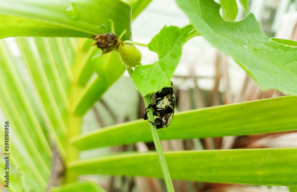 Fototapeta premium Insect sitting on green leaves plant growing in garden, nature photography, natural gardening background, small bugs damaging crop