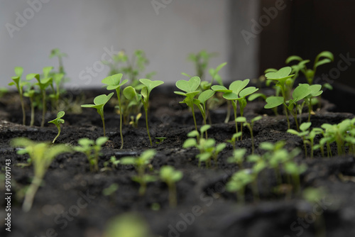 Young green seedlings in a seedling tray under lights.