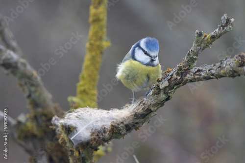 Blaumeise (Cyanistes caeruleu)