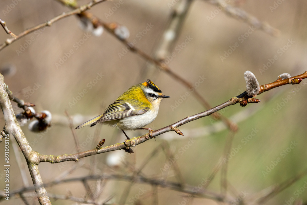 Sommergoldhähnchen (Regulus ignicapilla) Sommergoldhähnchen (Regulus ignicapilla)