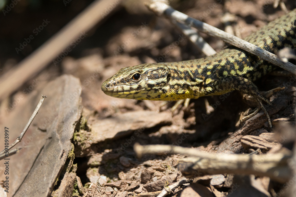 Fototapeta premium Mauereidechse&nbsp;(Podarcis muralis)