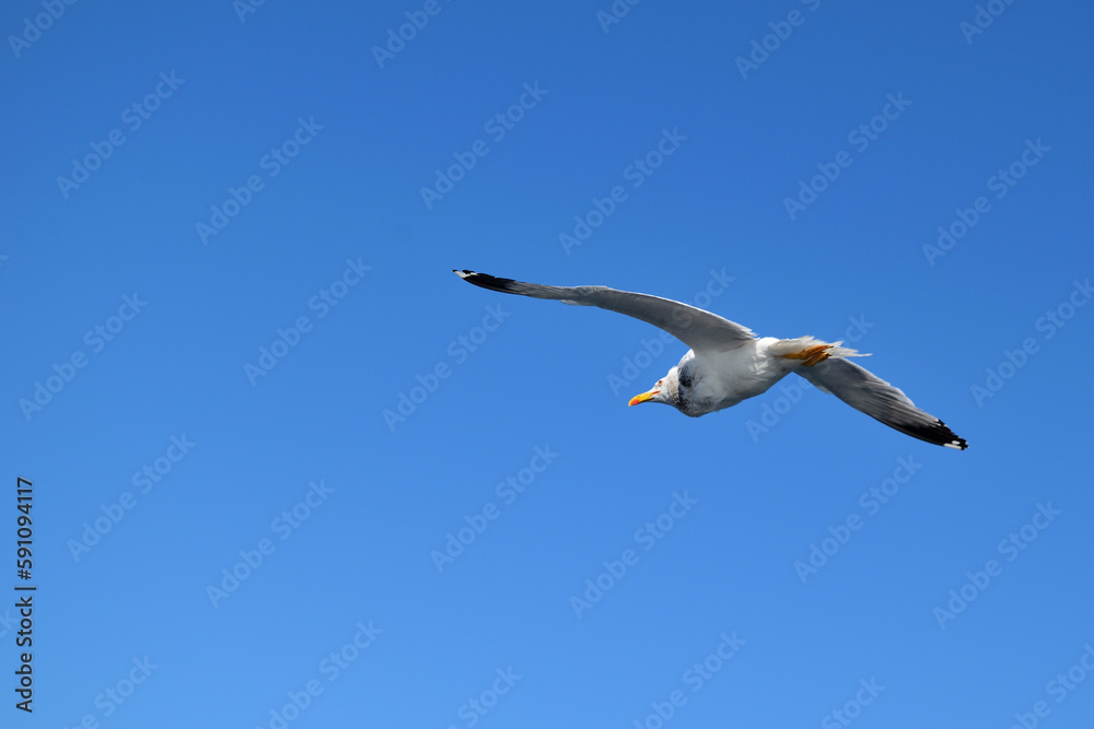 Obraz premium seagull in flight