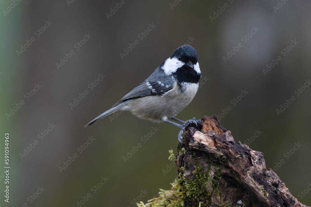 Obraz premium Tannenmeise (Periparus ater)