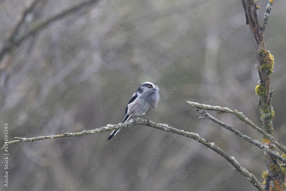 Naklejka premium Schwanzmeise (Aegithalos caudatus)