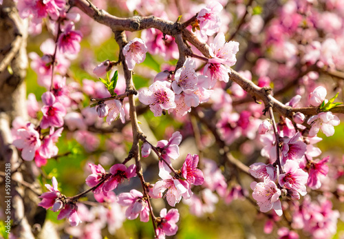 Peach orchard blossom closeup in spring. Blooming fruit peach trees in kibbutz in spring in Israel on the Golan Heights. Pink flowers on the branches of peach trees. © sunday_morning