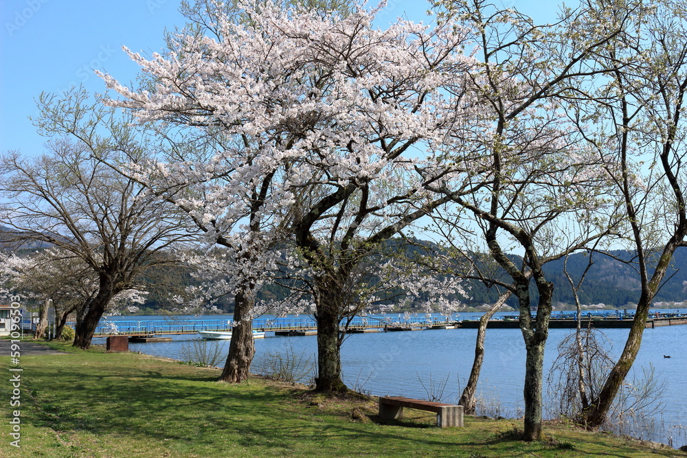 余呉湖畔の桜と釣り桟橋 余呉湖畔の桜と釣り桟橋