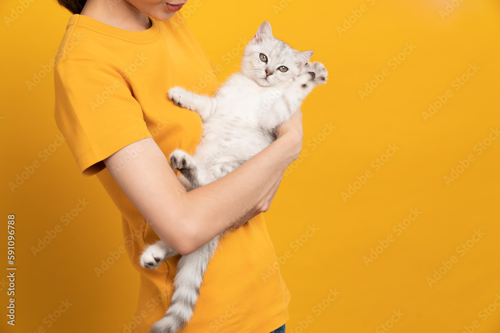 Woman hands holding a small white kitten with black stripes, of the Scottish fold breed on orange background. Woman hands holding a small white kitten with black stripes, of the Scottish fold breed on orange background.