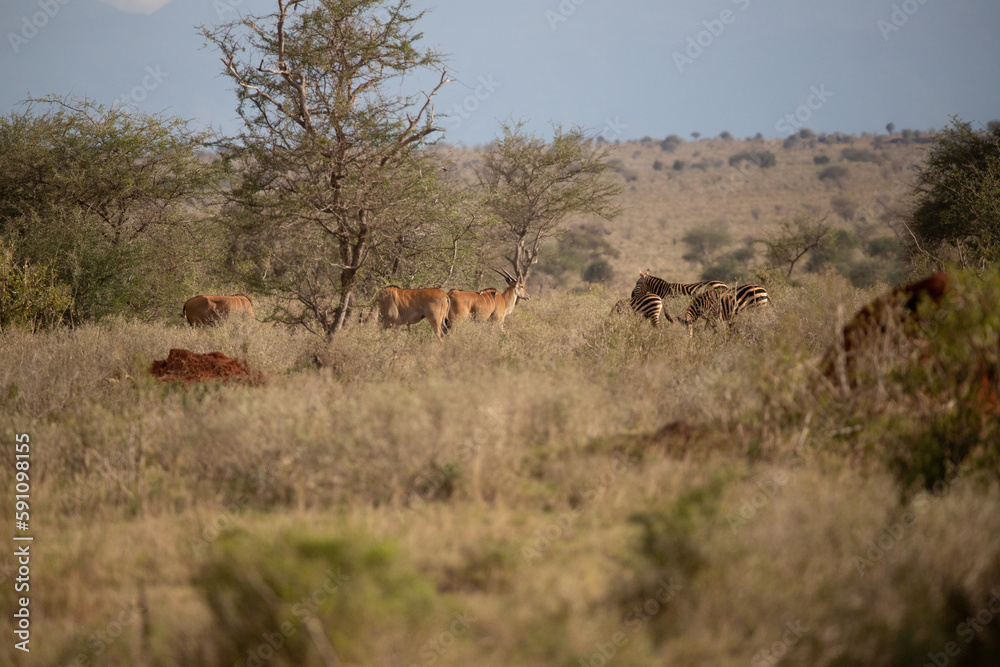 Beautiful landscape in Africa, savanna taken on a safari. beautiful views of Kenya and its animal world. Panorama, sunrise, mountains, clouds and animals in Kenya Beautiful landscape in Africa, savanna taken on a safari. beautiful views of Kenya and its animal world. Panorama, sunrise, mountains, clouds and animals in Kenya