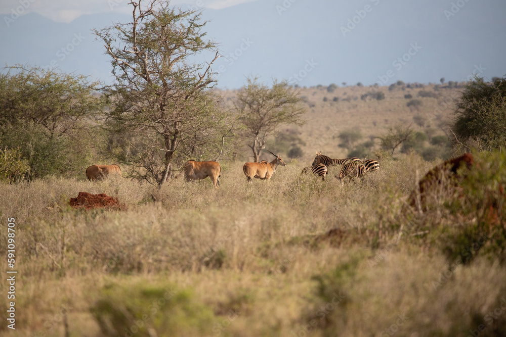 Beautiful landscape in Africa, savanna taken on a safari. beautiful views of Kenya and its animal world. Panorama, sunrise, mountains, clouds and animals in Kenya Beautiful landscape in Africa, savanna taken on a safari. beautiful views of Kenya and its animal world. Panorama, sunrise, mountains, clouds and animals in Kenya