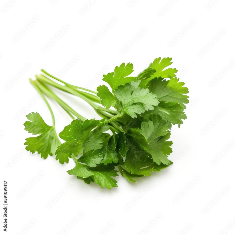 Bunch of fresh organic raw parsley ingredient for cooking recipe with white background Generative AI Illustration Bunch of fresh organic raw parsley ingredient for cooking recipe with white background Generative AI Illustration