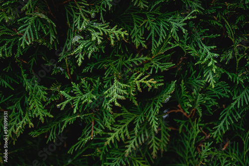 Green coniferous bush , thuja hedge texture close up.