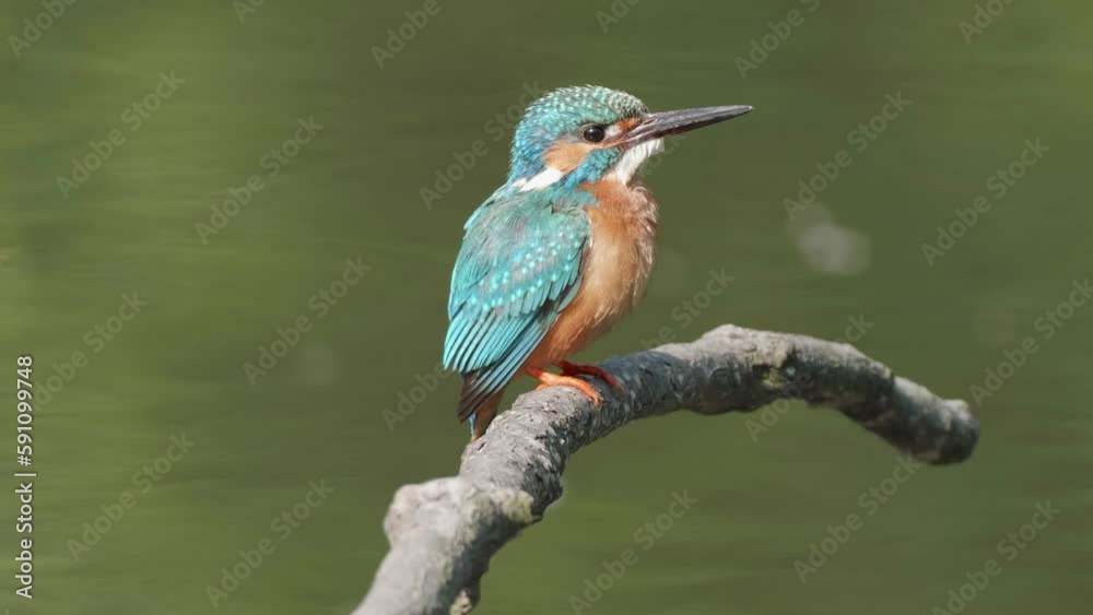 Close up of bird common Kingfisher (Alcedo atthis) standing on the branch, shaking it body and flying away with blurry green water background, 4k slow motion footage.