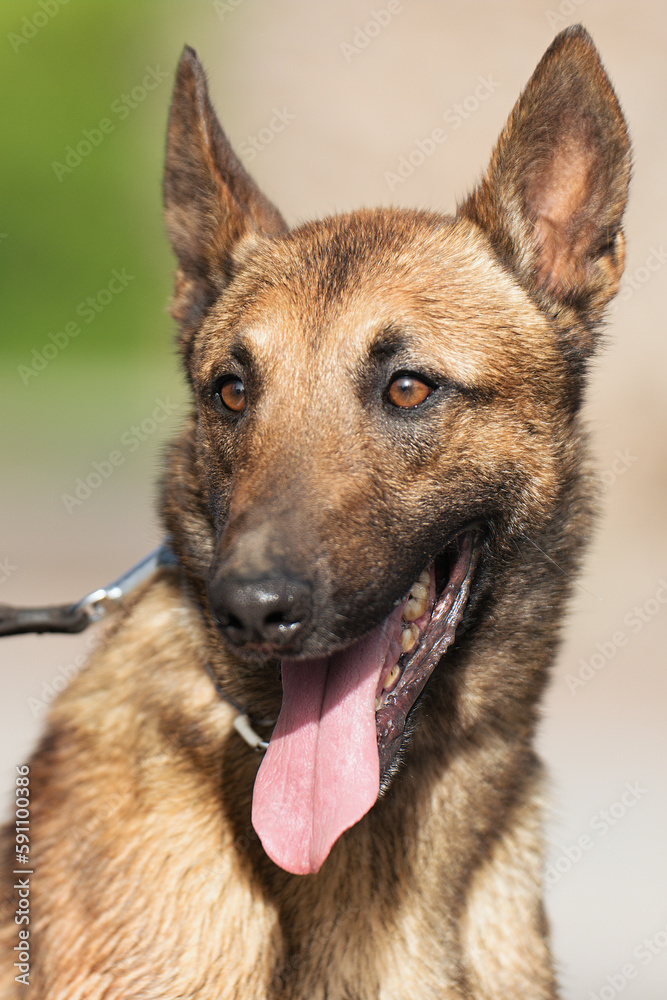 Portrait of Belgian Malinois dog , long ears and brown hair, open mouth, pink tongue, white teeth, blurry green background, summer day in a park Portrait of Belgian Malinois dog , long ears and brown hair, open mouth, pink tongue, white teeth, blurry green background, summer day in a park