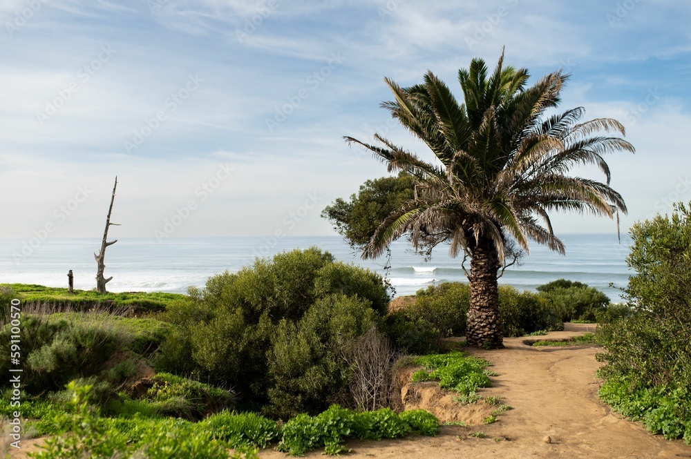 Scenic view of lush green tropical plants on the sandy beach under blue cloudy sky