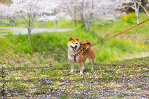 桜の花びらが舞う公園を散歩する柴犬