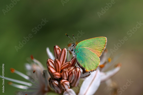 Emerald (Callophrys rubi) i...