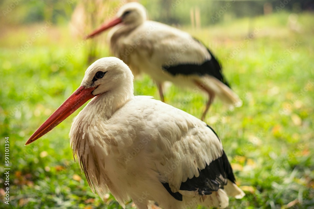 Closeup shot of White storks with red beaks walking in the green grass