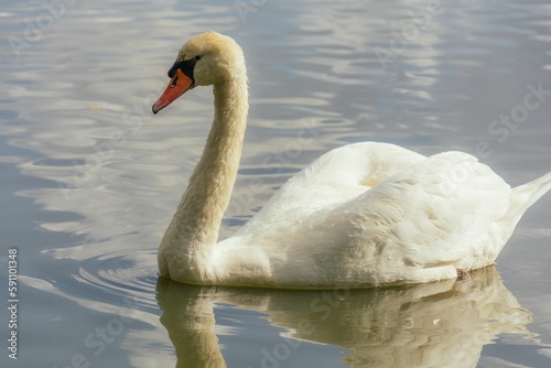 Scenic shot of a white swan with soft feathers swimming in the waters of a still lake