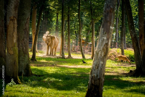Large elephant near the deer in the forest with trees