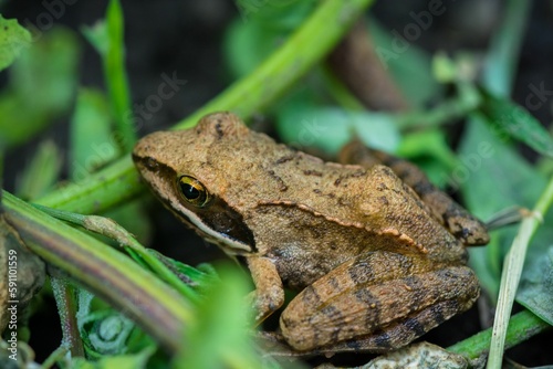 Closeup shot of the frog sitting between the leaves and twigs
