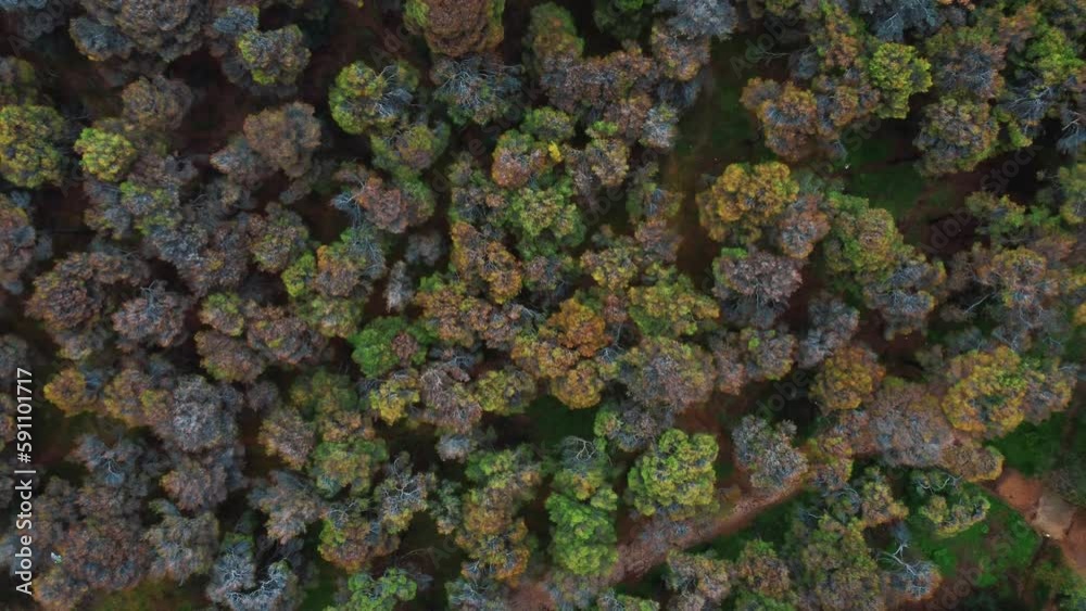 Early spring in pine forest | Aerial top view of pines. Vibrant spring colors of countryside. Drone flies above Syggros park in Athens, Greece | 4K Early spring in pine forest | Aerial top view of pines. Vibrant spring colors of countryside. Drone flies above Syggros park in Athens, Greece | 4K