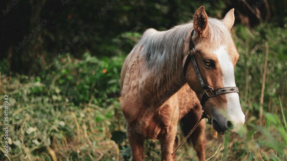 Fototapeta premium Beautiful Finnish Horse in the field