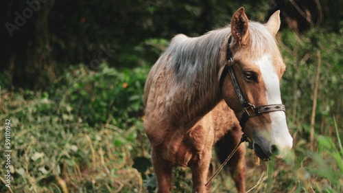 Beautiful Finnish Horse in the field © Jowy Santiago/Wirestock Creators