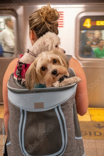Canvas Print Vertical shot of a girl carrying dogs in a pet backpack