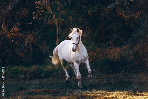 A white horse in a field at Belo Horizonte, Brazil