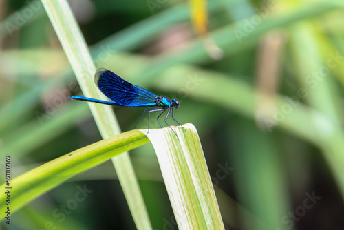 INSEKTEN