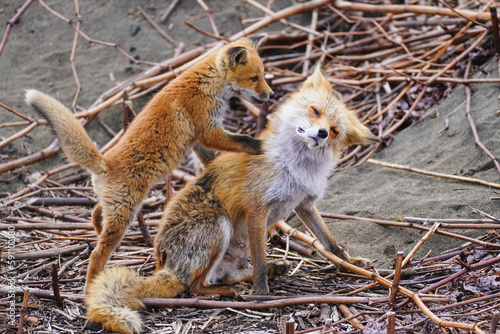 キタキツネの親子