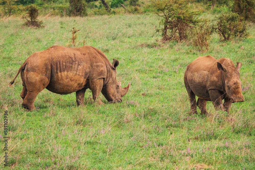 Obraz premium A female white rhino and her calf grazing in the wild against the skyline of Nairobi City at Nairobi National Park, Kenya