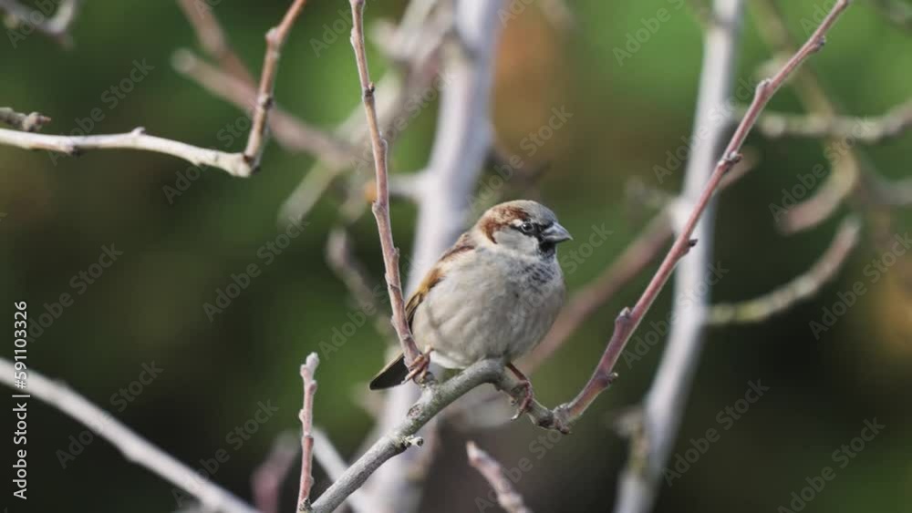 Telephoto close up of cute Old World sparrow bird perched on tree branches Telephoto close up of cute Old World sparrow bird perched on tree branches