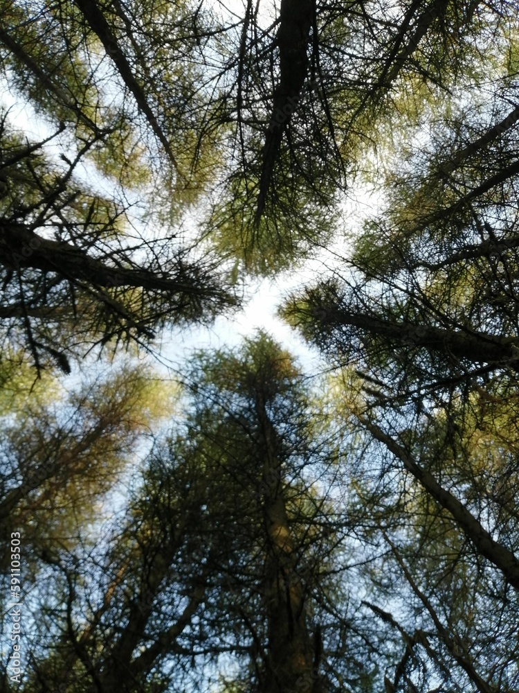 Fototapeta premium Vertical low angle shot of tall green trees in a forest on a sunny day