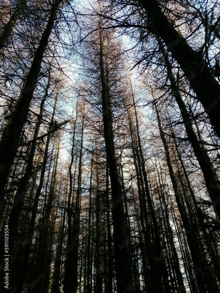 Vertical low angle shot of tall trees in a forest on a sunny day Vertical low angle shot of tall trees in a forest on a sunny day