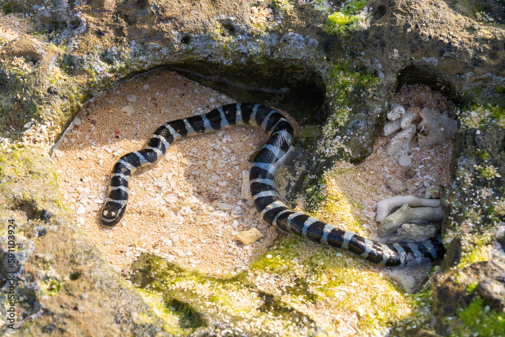 Naklejka premium ヒロオウミヘビ