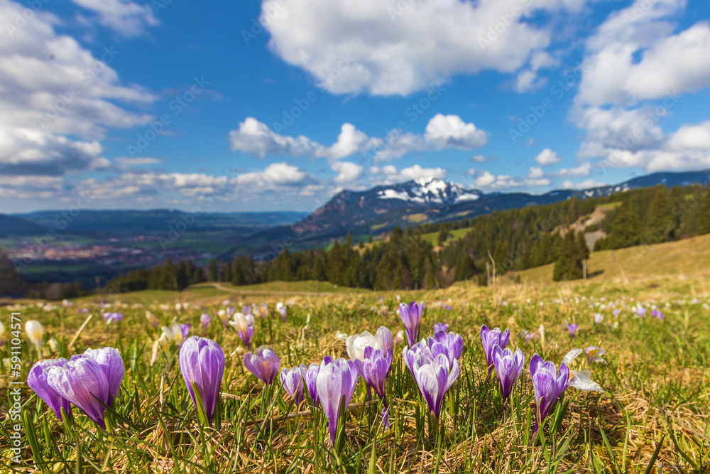 Obraz premium Krokusse - Allgäu - Grünten - Frühling - Alpen